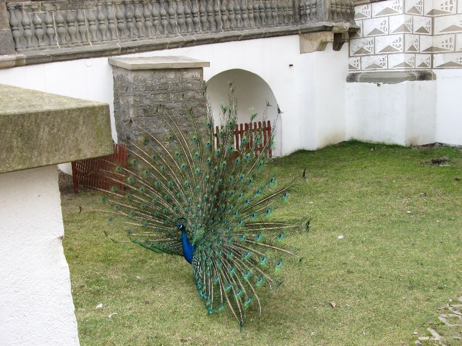 IMG_2569.JPG