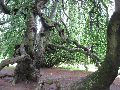 IMG_3298.JPG